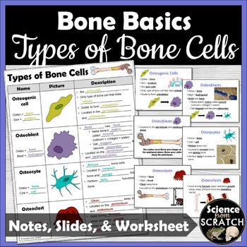 bone cells