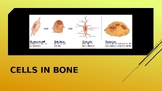 Types of Bone Cells PowerPoint (skeletal system; anatomy &