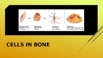 Preview of Types of Bone Cells PowerPoint (skeletal system; anatomy & physiology)