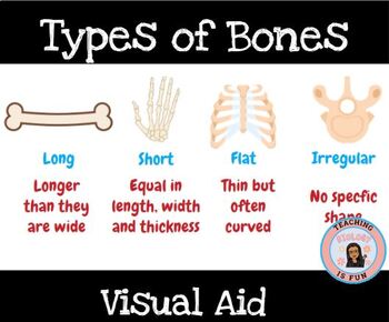 Preview of Types of Bones Skeletal Systems Compact vs. Spongy