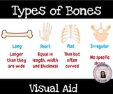 Types of Bones Skeletal Systems Compact vs. Spongy