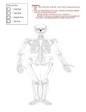 Types of Bones - Short, Long, Flat, & Irregular