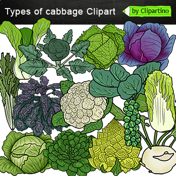 Preview of Types of Cabbage Clip Art/ Vegetables Clip Art commercial use