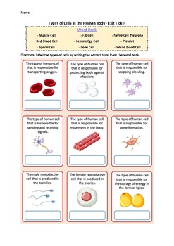 Preview of Types of Cells in the Human Body - Exit Ticket | Printable Science Worksheets