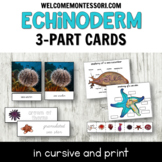 Types of Echinoderm (sea stars & more!) Montessori Cursive