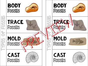 Preview of Types of Fossils Foldable for Interactive Notebook