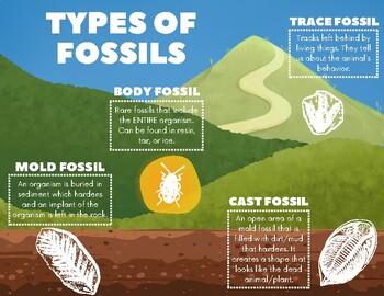 Types of Fossils Information Sheet by Martha Barefoot-Yeager | TPT
