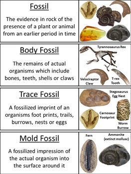 Types of Fossils Word Wall Cards by Science Spot | TpT