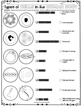 types of cells in the human body coloring worksheet by science from the south