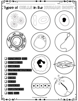 Blood Cells Coloring Pages
