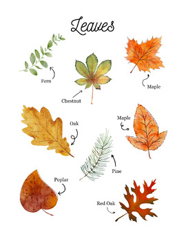 Preview of Leaf Nature Study