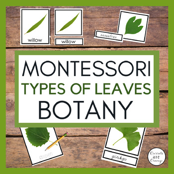 Preview of Types of Leaves Printables for Preschool - Life Science