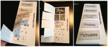 Preview of Types of Microorganisms Interactive Foldable