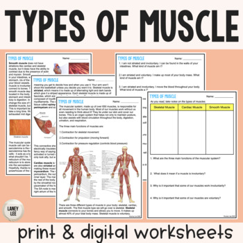 Preview of Types of Muscle - Reading Comprehension Worksheets