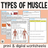 Types of Muscle - Reading Comprehension Worksheets