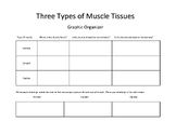 Types of Muscle Tissues Graphic Organizer