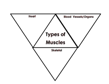 Preview of Types of Muscles