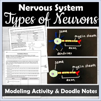Preview of Model of a Neuron Activity and Doodle Notes | Nervous System | Anatomy