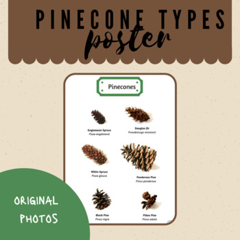 Preview of Pinecones - Different Types - Montessori /Outdoor classroom, poster (8in X11in )
