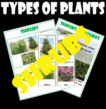 Types of Plants- SHRUBS - Flash/Task/Sheets Cards with Real Images