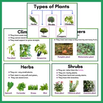 Creeping Plants: Types and Uses