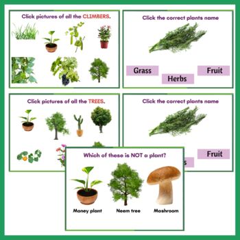 Types of Plants-Herbs, Shrubs, Trees, Climbers, and Creepers