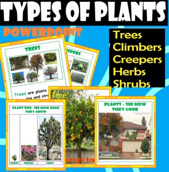 Preview of Types of Plants-Trees,Creepers,Climbers,Herb,Shrubs-Real images. POWERPOINT