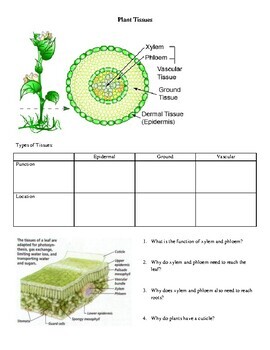 Preview of Types of Plants Unit Note Packet: Nonvascular, Gymnosperms, Angiosperms, etc.