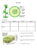 Types of Plants Unit Note Packet: Nonvascular, Gymnosperms
