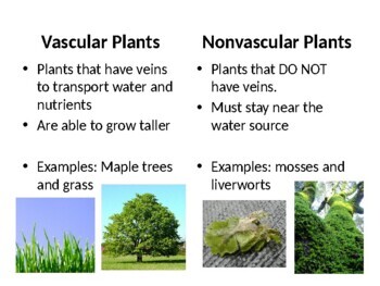 Preview of Types of Plants Unit Presentation: Nonvascular, Gymnosperms, Angiosperms, etc.