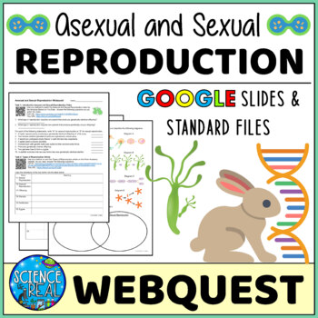 Preview of Types of Reproduction Webquest - Asexual and Sexual Reproduction Webquest