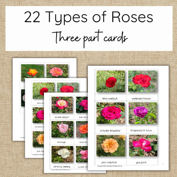 Preview of Types of Roses