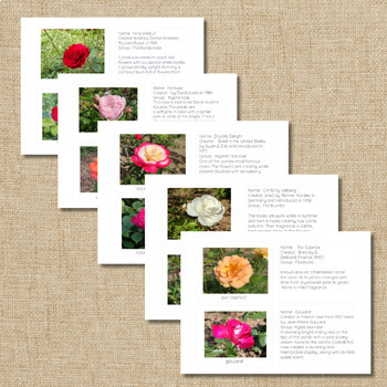 Preview of Types of Roses- Info booklet and three part cards