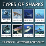 Types of Sharks | Montessori 3-Part Cards | REAL PHOTOS | 