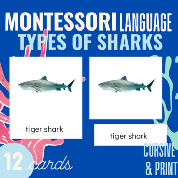 types of sharks chart