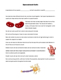 Types of Specialized Cells Mini-lesson Handout and Worksheet