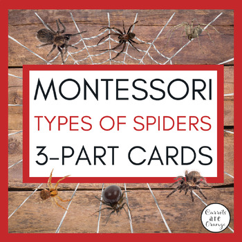 Preview of Types of Spiders Printables for Preschool - Life Science
