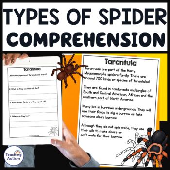 different types of spiders