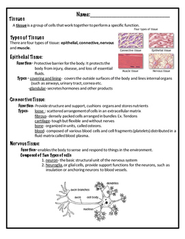 Preview of Types of Tissue Notes