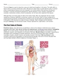 Types of Tissues of the Human Body