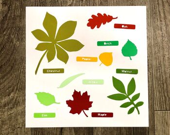 types of tree leaves