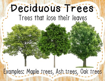 deciduous tree types
