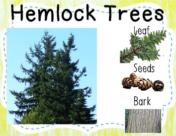 types of trees with pictures and information