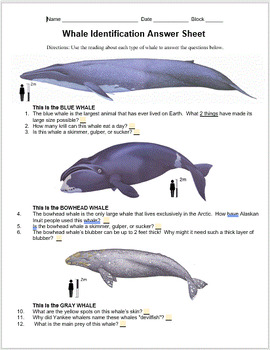 Preview of Types of Whales Exploration