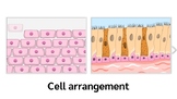 Types of cells and cell arrangement-1