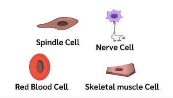 Preview of Types of cells and cell arrangement-4