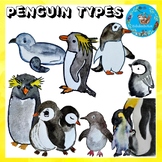 Types of penguins clipart and flashcards