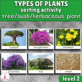 Types of Plants Sorting Activity (tree, bush, herbaceous p