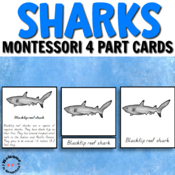 Preview of Types of sharks Montessori cards