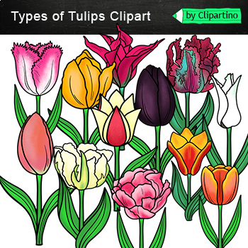 simple tulip clipart